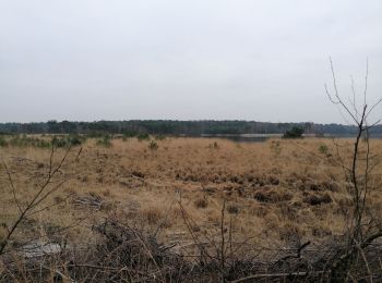 Trail Walking Kalmthout - Kalmthout heide - Photo