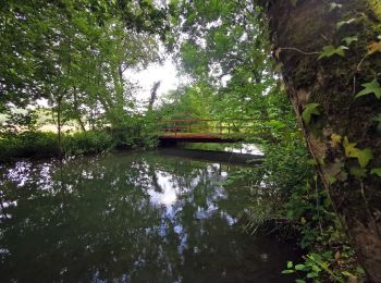 Randonnée V.T.T. Dancevoir - PN de Forêts à VTT : entre Dancevoir et Gurgy - Photo