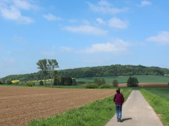 Randonnée A pied Hann. Münden - Panoramaweg - Bramwald - Photo