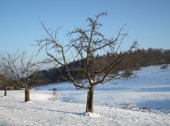 Tocht Te voet Onbekend - Rundwanderweg Drei Eichen 7: Stephanshütten-Weg - Photo