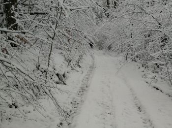 Tocht Stappen Winseler - Sonles - Photo
