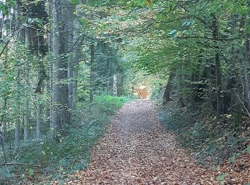 Randonnée Marche Newel - RÖMERPFAD - Photo