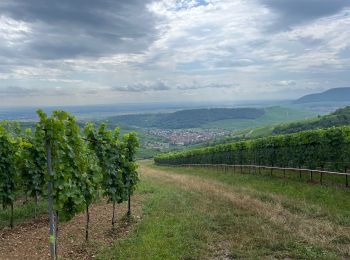 Randonnée Vélo électrique Osenbach - Vélo Osenbach Pfaffenheim Rouffach  - Photo