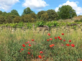 Trail Walking Saint-Martin-de-la-Brasque - Saint Martin de la Brasque - Photo