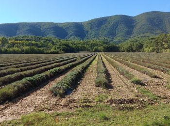 Tour Wandern Céreste - Apt - Photo