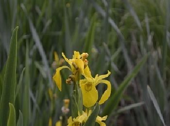 Randonnée Marche Ottignies-Louvain-la-Neuve - Lauzelle - Circuit Natura 2000, des sites qui valent le détour ! - Bw01 - Photo