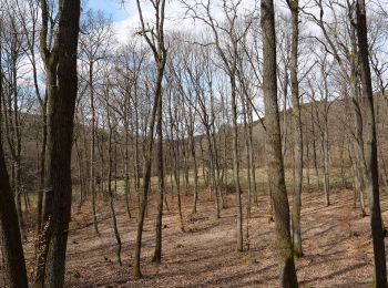 Percorso A piedi Neu-Anspach - Rund um den Langhals - Photo