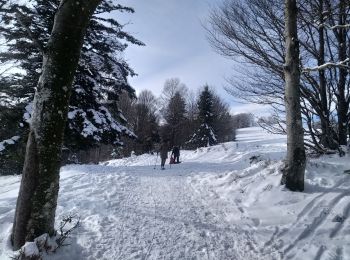 Percorso Racchette da neve Sewen - Sortie raquettes au Langenberg - Photo