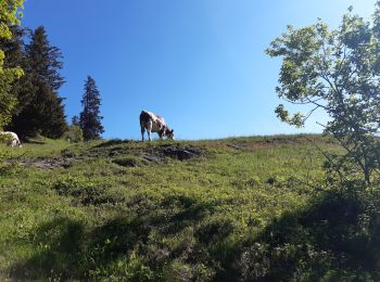 Trail Walking Manigod - colomban par le bas - Photo