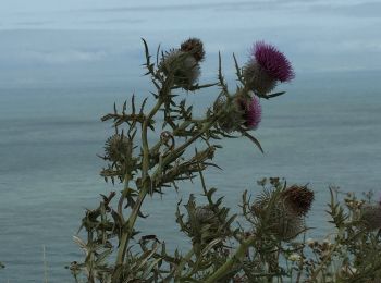 Percorso Marcia Wissant - Wissant à Cap Blanc Nez par marrée basse - Photo