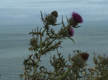 Tocht Stappen Witzand - Wissant à Cap Blanc Nez par marrée basse - Photo