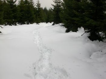 Tour Zu Fuß Wernigerode - Rund um den Erdbeerkpf (2) - Photo