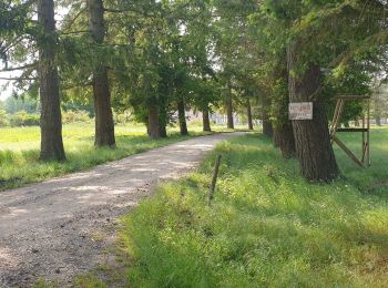 Trail Walking Les Choux - les Choux 45 paul - Photo