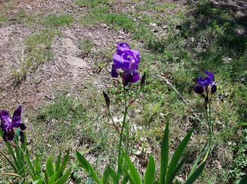 Excursión Marcha nórdica Le Puech - Les Hémies - Le Puech - Cayroux - Photo