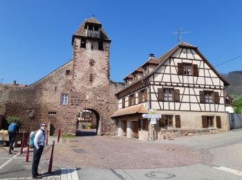 Tour Wandern Marlenheim - Circuit de Bacchus - Le Riewerle - Photo