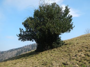 Tour Zu Fuß Gemeinde Gresten-Land - Proviantroute - Photo