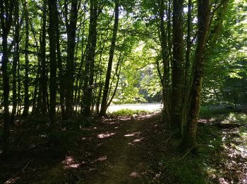 Randonnée Marche Sentheim - Buchberg - Rocher du Poilu  - Photo