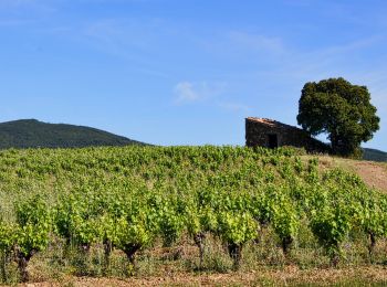 Randonnée Marche Laurens - Rando LA MAURELLE - Photo