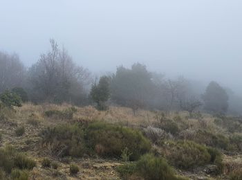 Tocht Stappen Tourrettes-sur-Loup - GOURMES  - Photo