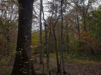 Randonnée Marche Saint-Maixme-Hauterive - bois de Jaudrais - Photo