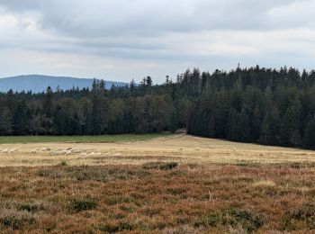 Tour Reiten Fraize - suuntoapp-HorsebackRiding-2024-09-22T07-59-41Z - Photo