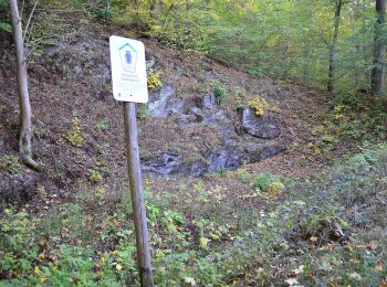 Percorso A piedi Harzgerode - Grüner Punkt Weg - Photo