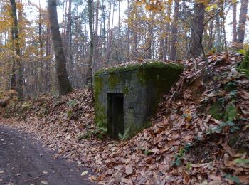 Tocht Te voet Bertem - Bertemboswandeling - Photo