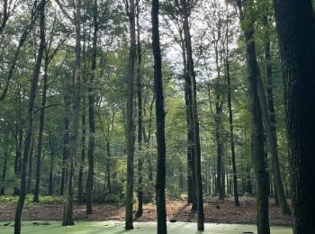 Randonnée Marche Apeldoorn - Balade dans la forêt près de l’hôtel Echoput - Photo