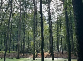 Tour Wandern Apeldoorn - Balade dans la forêt près de l’hôtel Echoput - Photo