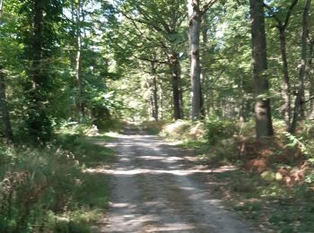 Tour Wandern Pontault-Combault - bois celie - Photo