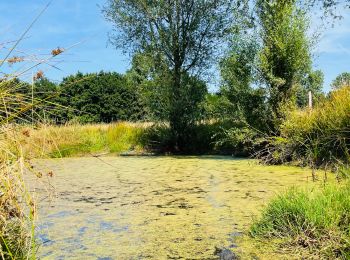 Randonnée Marche Saint-Trond - La reserve naturelle Op d’Hei à Runkelen - Photo