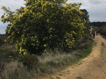 Tocht Stappen Fourques - Fourques chemin des histoires et forêt du Reart  - Photo