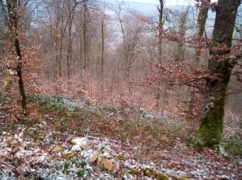 Percorso Marcia Braillans - BRAILLANS Forêt de MARCHAUX - Photo