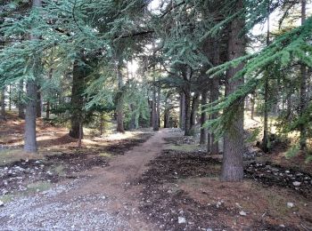 Tocht Stappen Levens - Crête du Ferion par Levens  - Photo