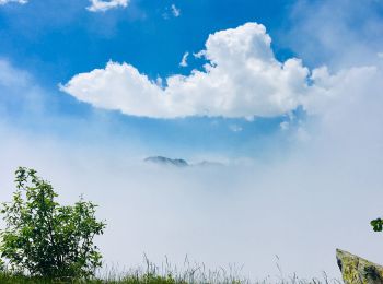 Tour Zu Fuß Arenzano - Sentiero Stella Bianca (Case Soprane - Monte Argentea) - Photo