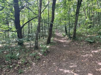 Randonnée sport Saint-Pardoux-le-Lac - Du site de Freaudourd boucle par Masmaraud - Photo