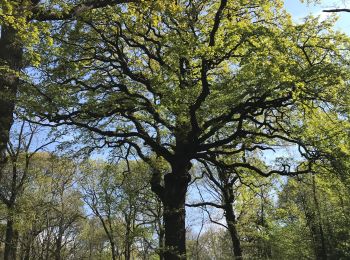 Tour Wandern Viroflay - Viroflay rive gauche (Bois de Meudon) - Photo