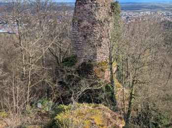 Randonnée Marche Saverne - 2025-01-26 Marche Greifenstein Grotte Saint Vit - Photo