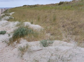 Randonnée Marche Notre-Dame-de-Monts - Notre-Dame-de-Monts-Découverte forêt et dunes - Photo