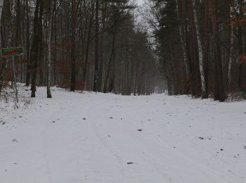 Tocht Te voet Michendorf - Balken grün Caputh - Lienewitzseen - Photo