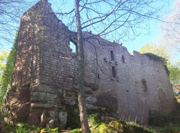 Trail Walking Saint-Hippolyte - HKeselpfadSchaef - Photo
