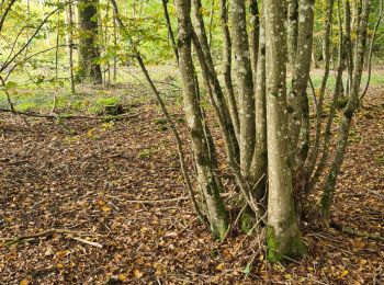 Trail Walking Lumigny-Nesles-Ormeaux - 1 - Photo