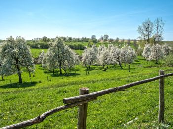 Tocht Te voet Borgloon - Borgloon Grootloon Gele wandeling - Photo