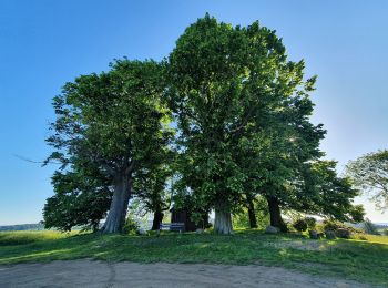 Tocht Te voet Neukirch/Lausitz - Gelber Punkt, Valtenberg - Photo