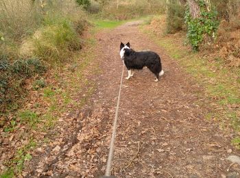 Trail Walking Plouharnel - ER Varquez. 27/12/19 . - Photo