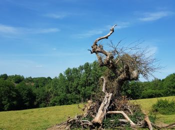 Randonnée Marche Hamoir - Comblain la tour  - Photo