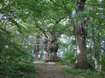 Excursión A pie Changé - Sentier de randonnée pédestre #10 - Photo