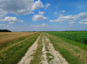 Tour Wandern Saint-Branchs - la Fontaine - Saint-Branchs - 14.1km 120m 3h10 - 2020 06 24 - Photo