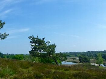 Trail On foot Bergen - Wandelroute Rivierduinen - Photo