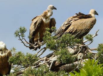 Excursión Senderismo Le Buisson - Gite de Sagnebesse -  loups du Gevaudan - Sainte Luce - Photo